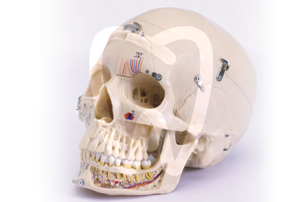 Craneo humano desmontable instrumental dentalstore