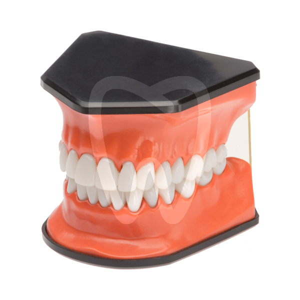 Fantoma sin bracket.modelo demostracion. modelos de demostración starsmilez